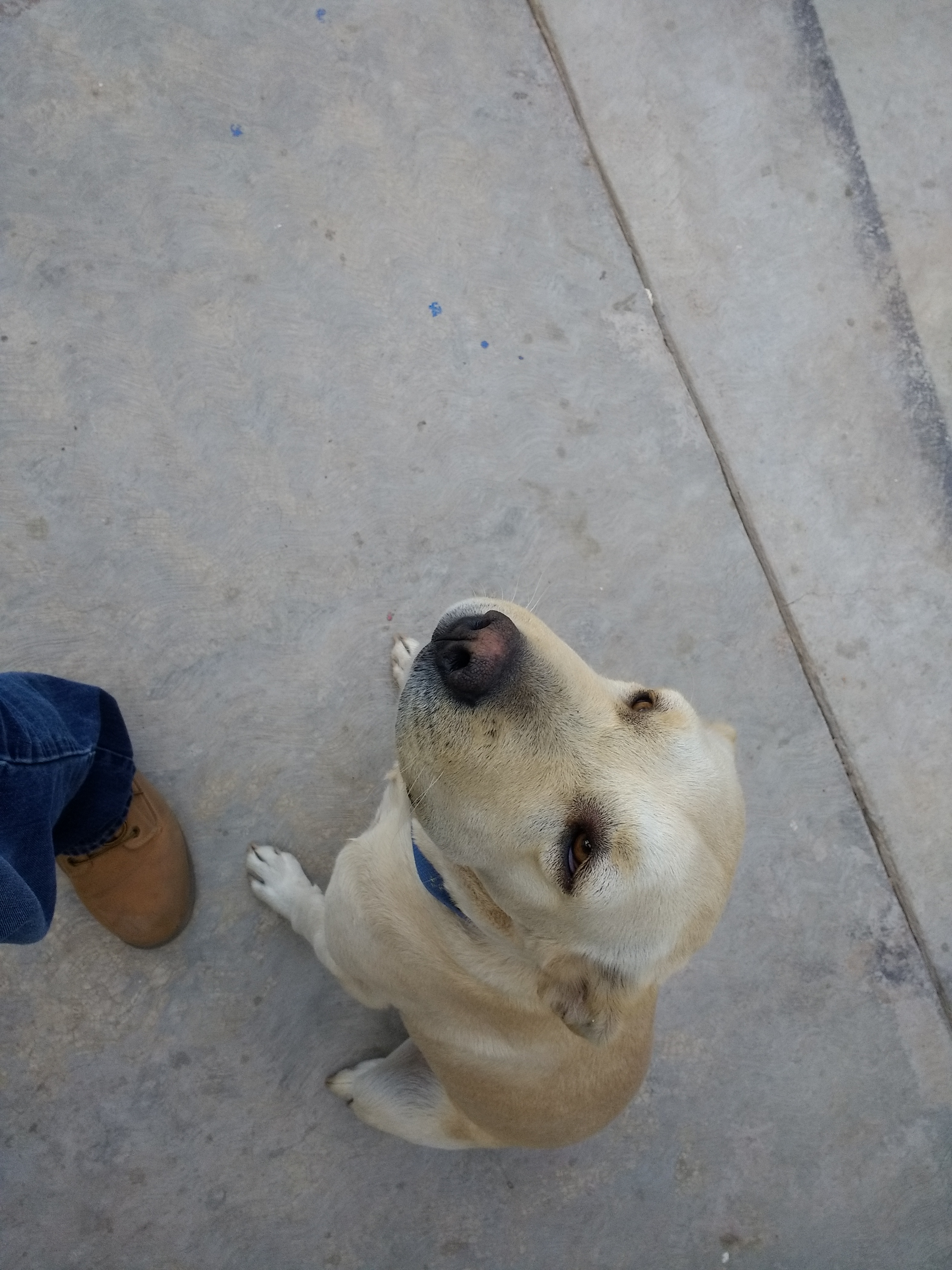 Cuando me comi una abeja